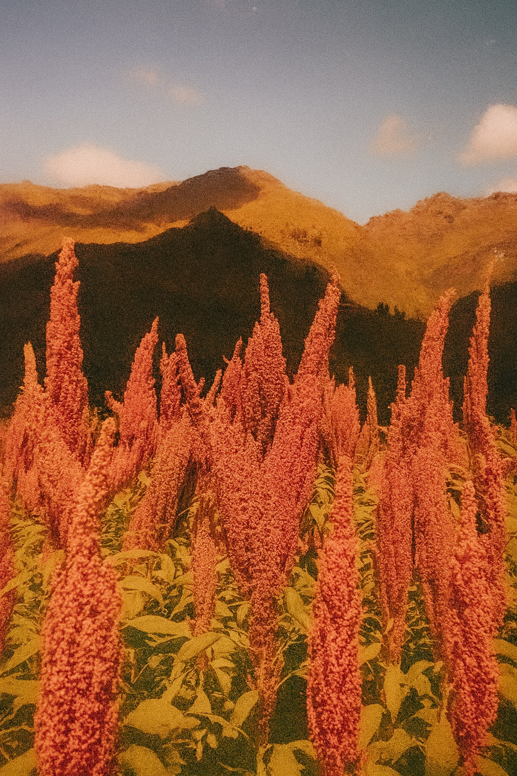 Why Plants? The Scientific Case for Superfoods Over Synthetics in the Future of Wellness