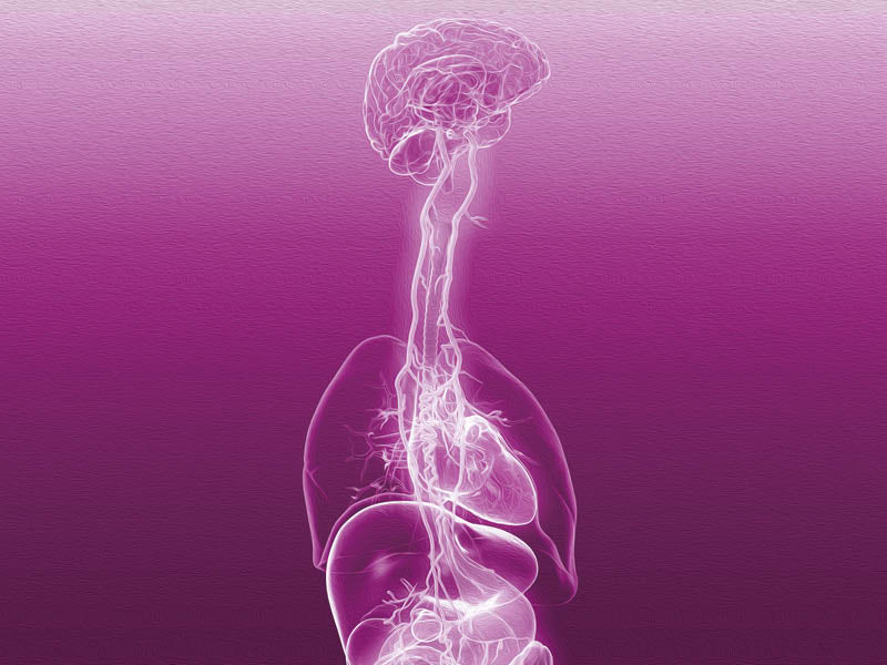 The Ultimate Guide to the Gut-Brain Axis
